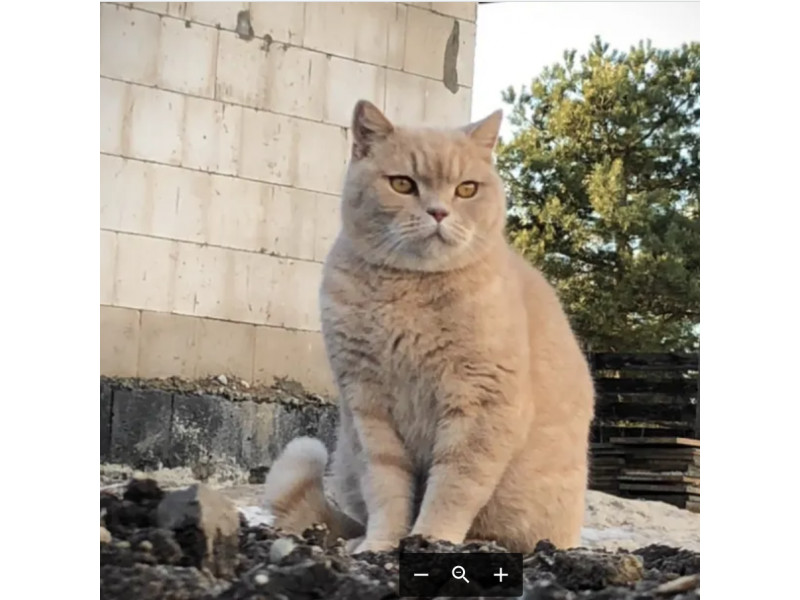 Palangoje, Lydekų gatvėje, dingo rusvaplaukis britų trumpaplaukis katinas