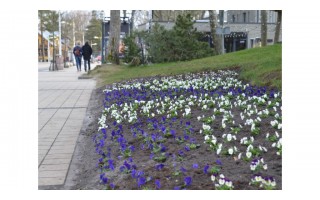 Palanga dabinasi žiedais - "Palangos komunalinis ūkis" pasodino 6 tūkstančių našlaičių krūmelių (FOTOGALERIJA)