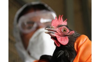 Lietuvoje reali grėsmė išplisti paukščių gripui