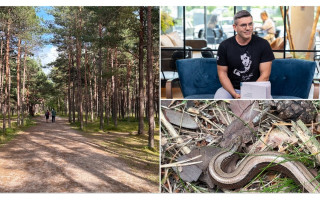 Moters spiegimas prie Palangos paplūdimio privertė atsisukti: gamtos fotografas paaiškino, kas čia ir ar pavojinga žmogui 
