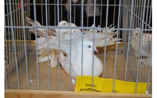 Jubiliejinėje parodoje – balandžių ir kitų dekoratyvinių paukščių įvairovė 