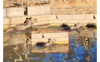 Palangos centre – neeilinis incidentas: upelyje blaškėsi jaunas briedis