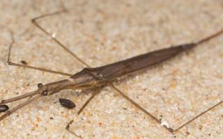 Palangos pajūryje pastebėtas įspūdingos išvaizdos padaras – skorpionblakė: pačiuptą auką paralyžiuoja ir išsiurbia lyg per šiaudelį    