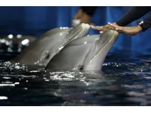 Vienuolika delfinų buvo išgabenta į Graikijos delfinariumą prieš trejus metus, prasidėjus delfinariumo rekonstrukcijai. Per tą laiką delfinų būrys pasipildė trimis jaunikliais.  / Btv.lt nuotr.