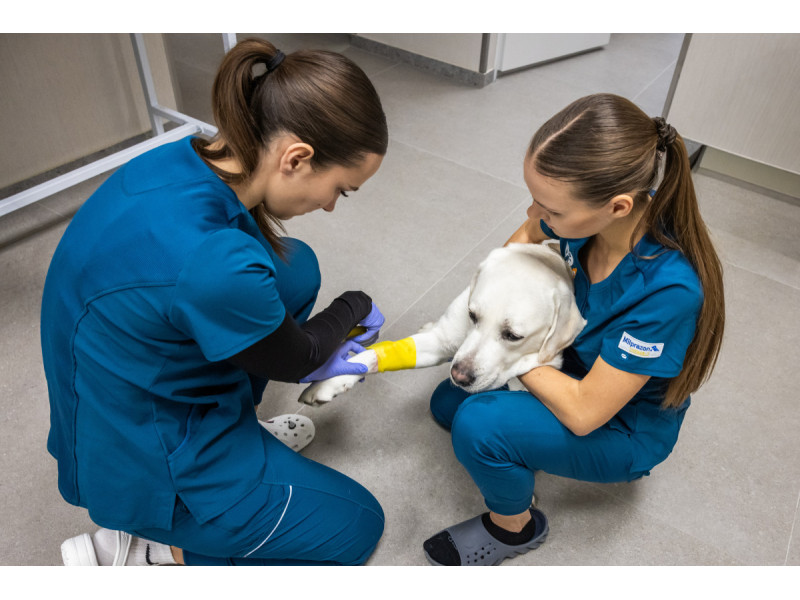 DR.VET Klaipėdos gyvūnų ligoninė – naujas kokybės standartas Vakarų Lietuvoje