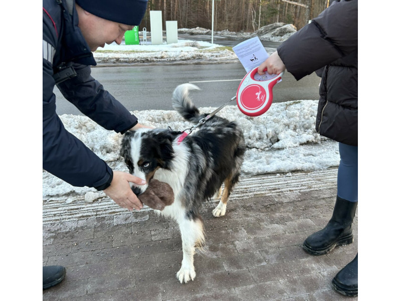 Palangos savivaldybė primena: vedžiodami gyvūnus nepamirškite aplinką palikti švarią