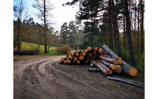 Palangos botanikos parke iškirstus medžius užfiksavęs Tomas pasipiktino: parkas primena lentpjūvę 