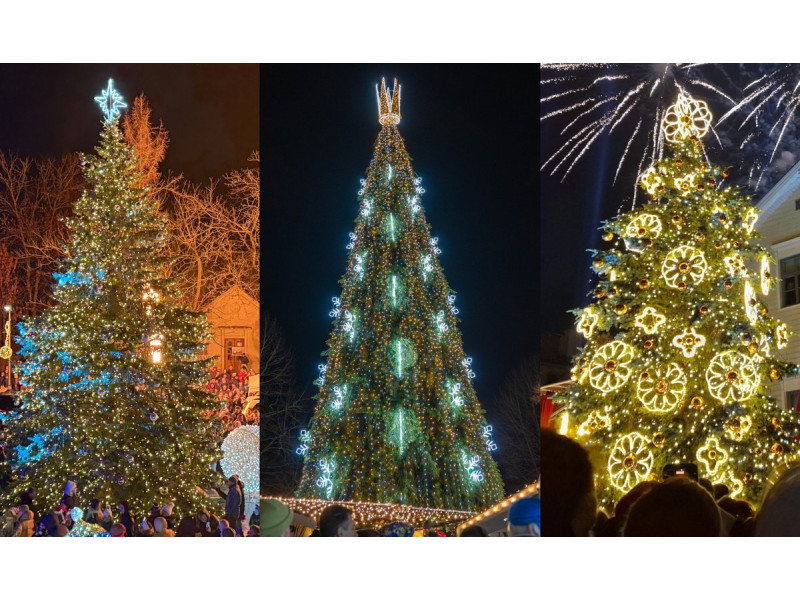 Lietuvos kurortų eglės. FOTO: DELFI MONTAŽAS