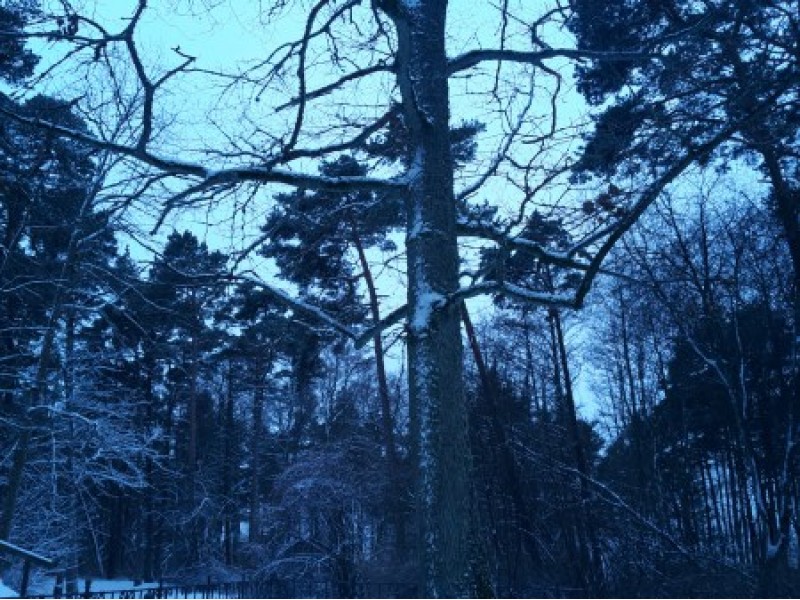 Ąžuolas ir žiemą – ąžuolas... Nepriklausomos Lietuvos Prezidento A. Smetonos pasodintas ąžuolas Palangos botanikos parke. 