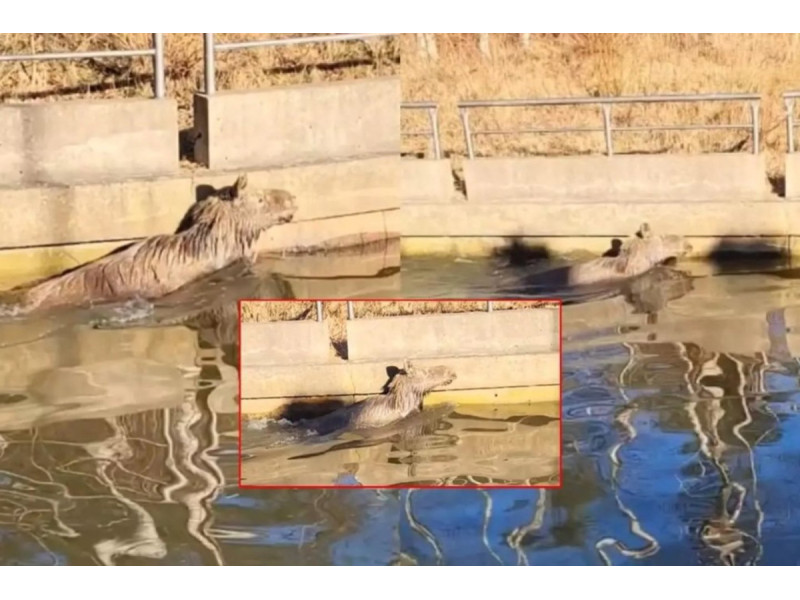 Nuotrauka iš "Facebook" grupės "Mūsų Palanga"