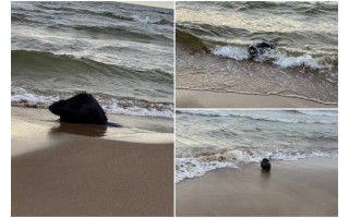 Palangoje – netikėtas svečias: ties Baltijos jūra užfiksuotas pasiklydęs bebras  