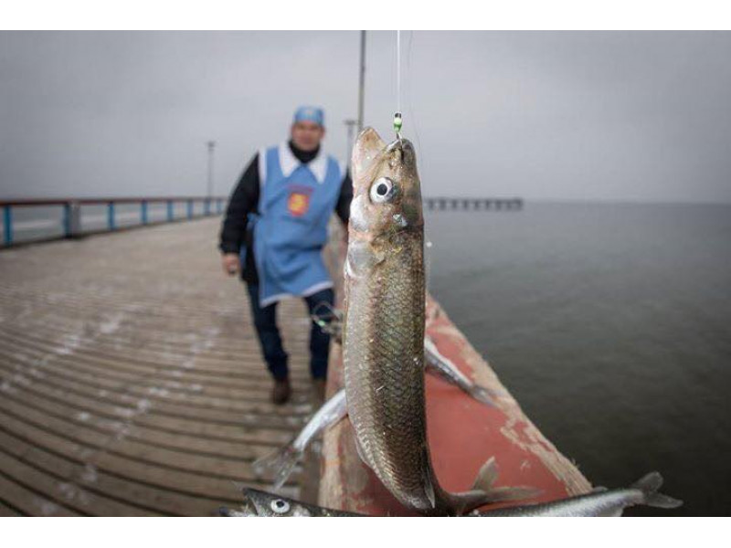 Artėjant žvejiškam festivaliui „Palangos Stinta 2022“ azartiškiausieji jau ruošia meškeres