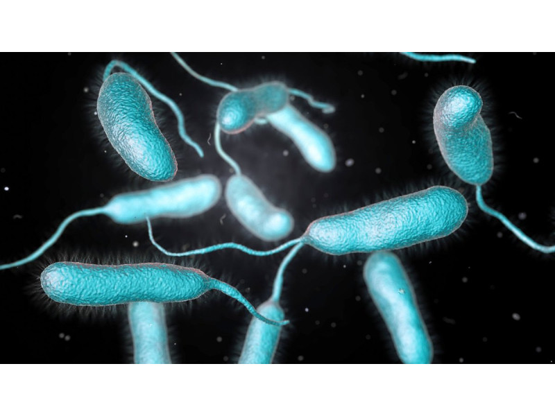 Vibrio bakterija. FOTO: KATERYNA KON | SHUTTERSTOCK