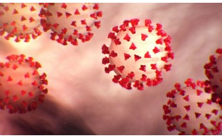 (NVSC) Palangos skyriuje gautas dar vienas pranešimas apie nustatytą koronaviruso infekciją