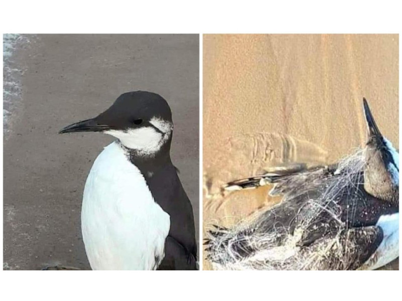 Pajūryje gelbėjo tinkluose įsipainiojusį „pingviną“