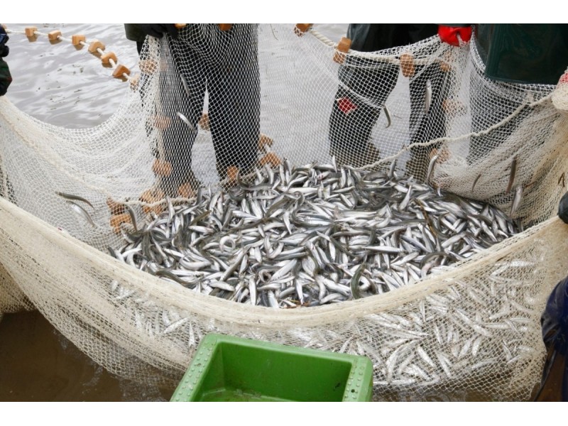 Įsibėgėjus stintų žvejybai – priminimas žvejams laikytis Mėgėjų ir limituotos žvejybos jūrų vandenyse taisyklių reikalavimų
