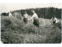 Borisas Dauguvietis talkinikauja kviečių kirtime Dauguviečių kaime. 1936. LTMKM archyvo nuotr.