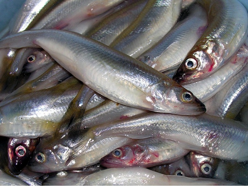 Žuvimi prekiaujantis Palangos verslininkas Robertas Čapskis: "Stintos jau kimba!"