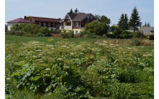 Nuodingasis Sosnovskio barštis pagriebia vis didesnius Šventosios plotus 