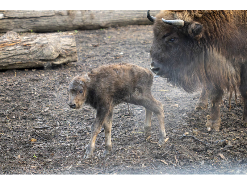Lietuvos zoologijos sode pasaulį išvydo Europos sausumos milžinų – stumbrų jauniklis