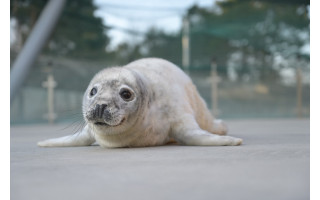Pajūryje – metas, kai pakrantėje pasirodo ruonių jaunikliai: kaip elgtis pastebėjus ruoniuką ir kaip atpažinti, kada jiems reikia pagalbos?