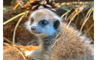 Vilniaus zoologijos sode gimė surikatų jaunikliai