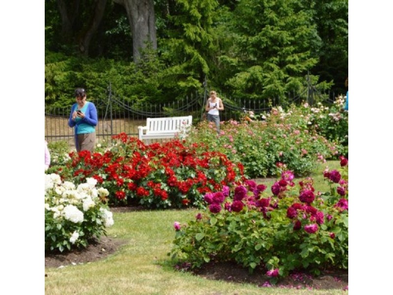 Palangos Birutės parko rožynas žavi savo grožiu