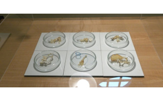 Palangoje – ypatingi papuošalai: kai kurie net šiurpoki