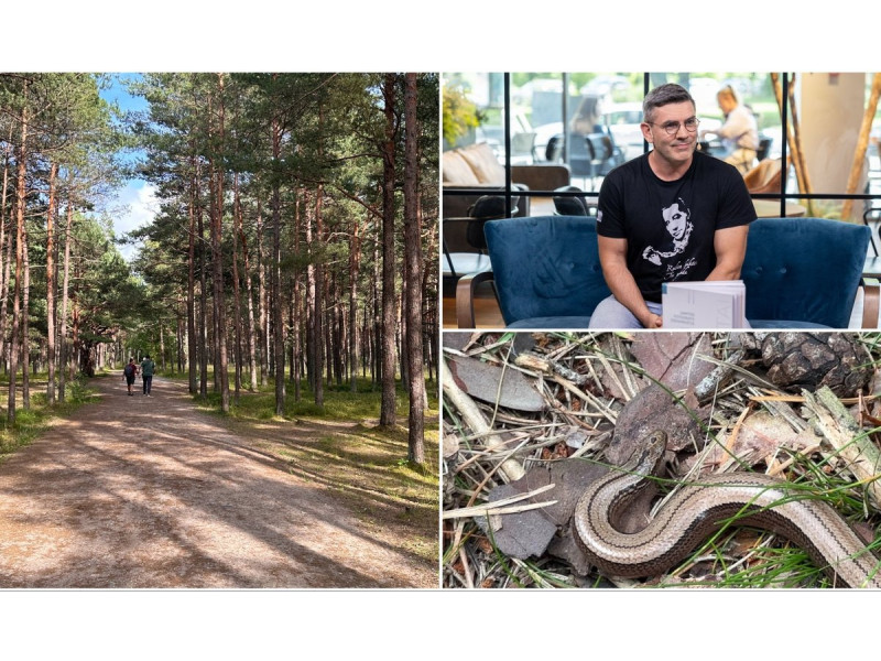 Moteris Palangoje pamatė keistą gyvį, gamtos fotografas Marius Čepulis paaiškino, kas tai. FOTO: JUSTINA ASAKAVIČIŪTĖ | DELFI
