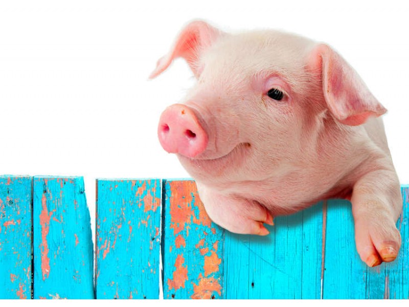 Nebijokite kiaulės metų:  kiaulė namuose – daug laimės juose!