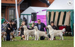 Trijų dienų šunų paroda Palangoje užbaigė vasaros sezoną: aukščiausią įvertinimą pelnė jaunas ši cu iš Lietuvos