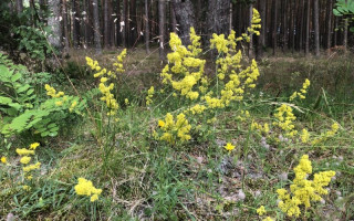 Palangos pušynuose prasiskleidė ypatingas augalas: pakvipo visas pajūris 