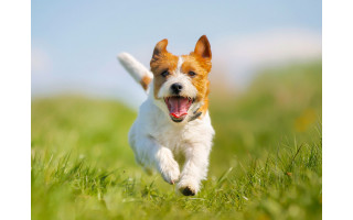 Šuns vedžiojimas: kokiais privalumais gali pasidžiaugti šeimininkas?