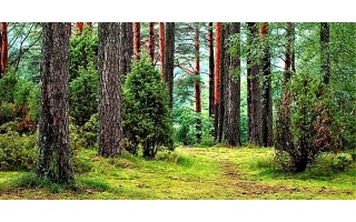 Palangos girininkijoje bus tvarkomi rekreacinės paskirties miškai