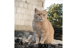 Palangoje, Lydekų gatvėje, dingo rusvaplaukis britų trumpaplaukis katinas