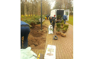 Palangoje atnaujinami želdynai – pasodins beveik 100 naujų medžių