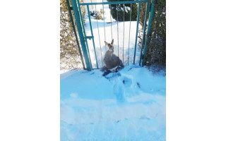 Šventojoje – neįprasta gelbėjimo operacija