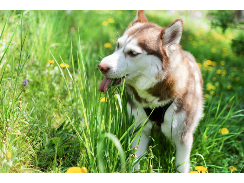 Kodėl šuo ėda žolę? Tam gali būti net kelios priežastys – nebūtinai skrandžio problemos