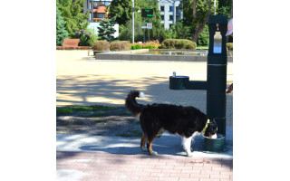 Palanga sparčiai šunėja, bet ne visiems tai patinka