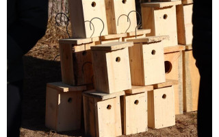 Namai sugrįžtantiems paukščiams: ką reikia žinoti prieš keliant inkilus