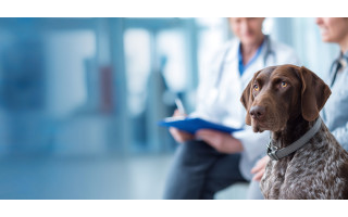 Kastracija ir hormonų pokyčiai: kas vyksta šuns organizme po operacijos?