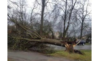 Nuvirtęs medis sukėlė avariją