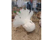 Povinis balandis parodoje. Reinoldo Liaudansko nuotr.