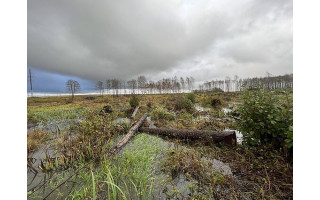 Palangoje iškirsta per 1 tūkst. saugotinų medžių: nuostoliai siekia beveik 1,8 mln. eurų, tyrimo ėmėsi ir prokurorai