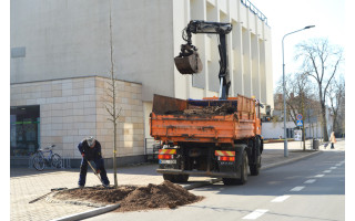 Vytauto gatvėje bus daugiau žalumos – pasodinta dvylika sidabrinių liepų