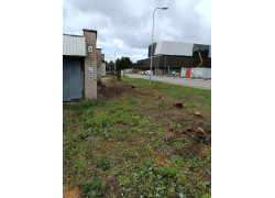 Aplinkos apsaugos agentūra dėl galimų pažeidimų kirtimuose Bangų g. 14: „Ne mūsų kompetencija – klausimas persiųstas Palangos savivaldybei“