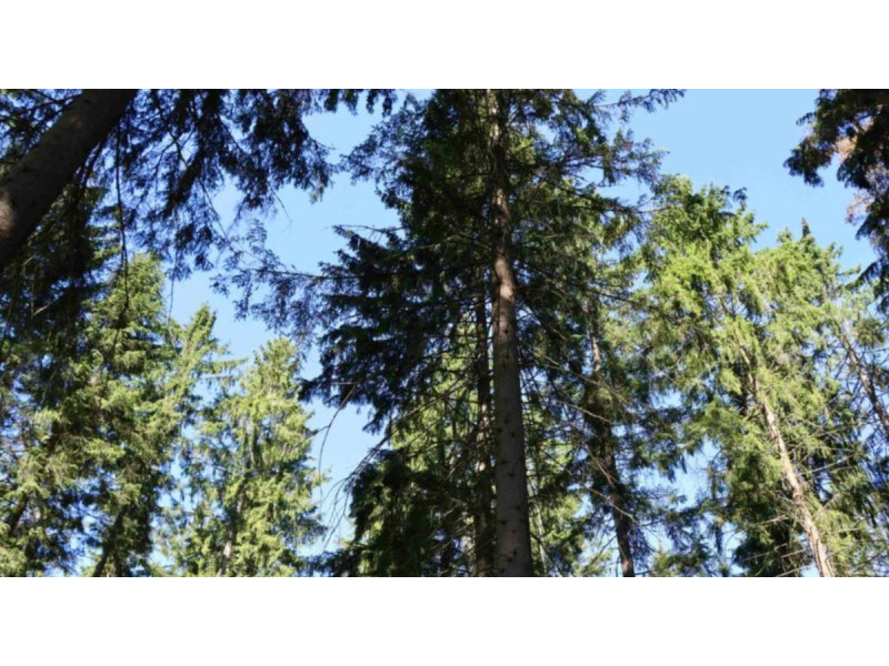 Miškas. Valstybinės miškų urėdijos nuotr.