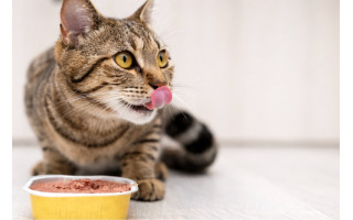 Drėgnas maistas kačių mityboje: kodėl tai būtina inkstų ir šlapimo takų sveikatai?