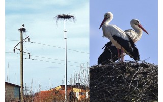 700 eurų kainavusių Palangos savivaldybės pastangų sugrįžę gandrai neįvertino  