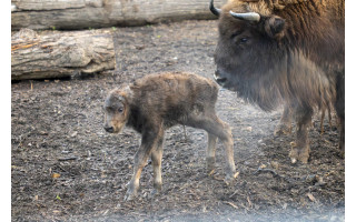 Lietuvos zoologijos sode pasaulį išvydo Europos sausumos milžinų – stumbrų jauniklis